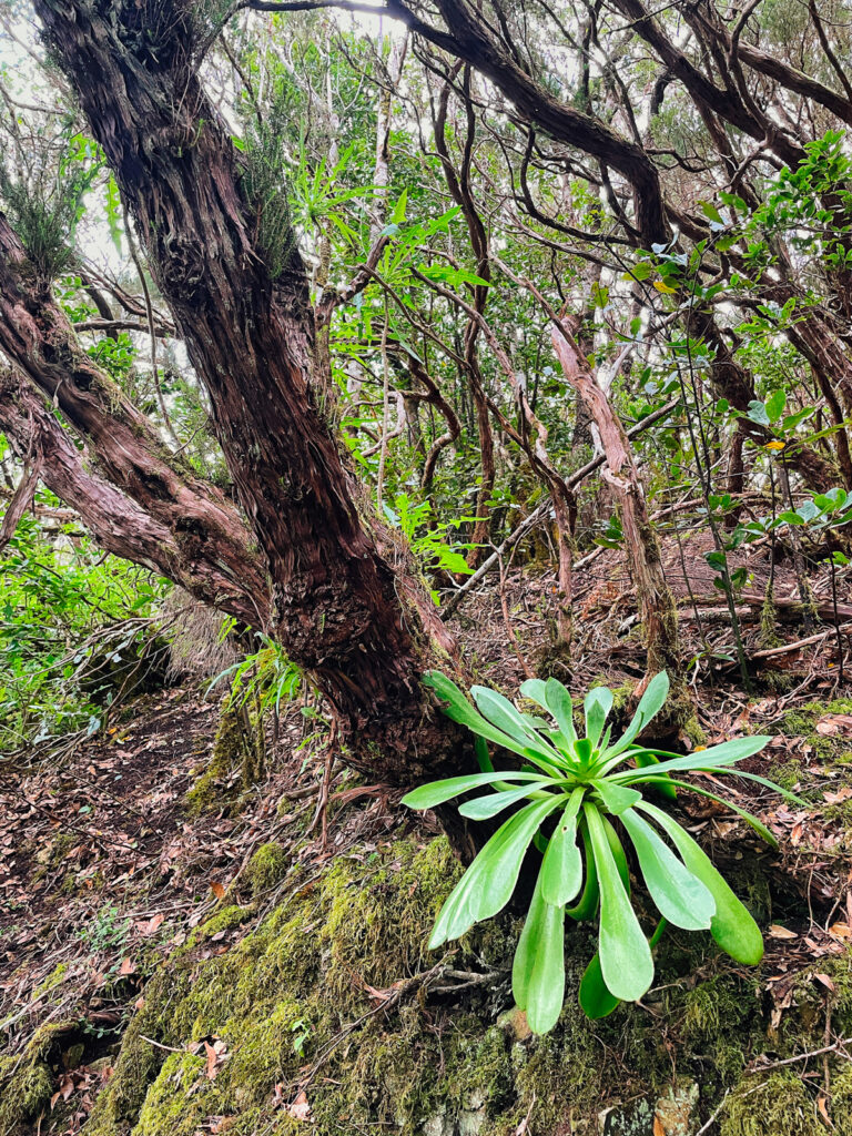 bosque encantado