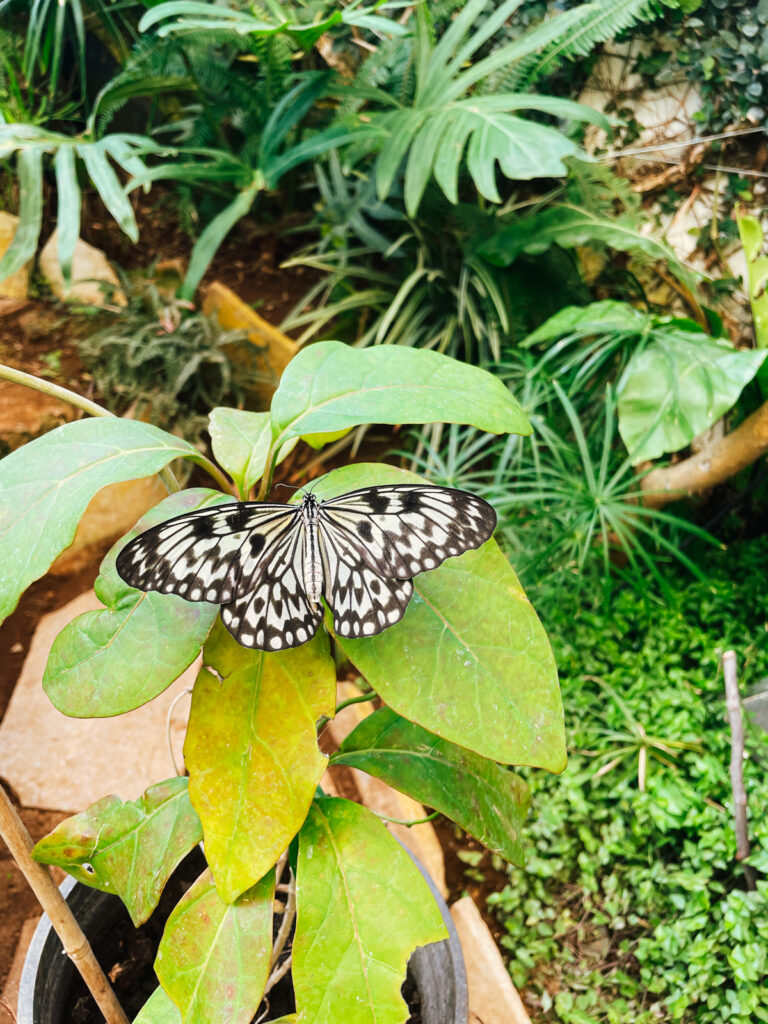 motyl tenerife