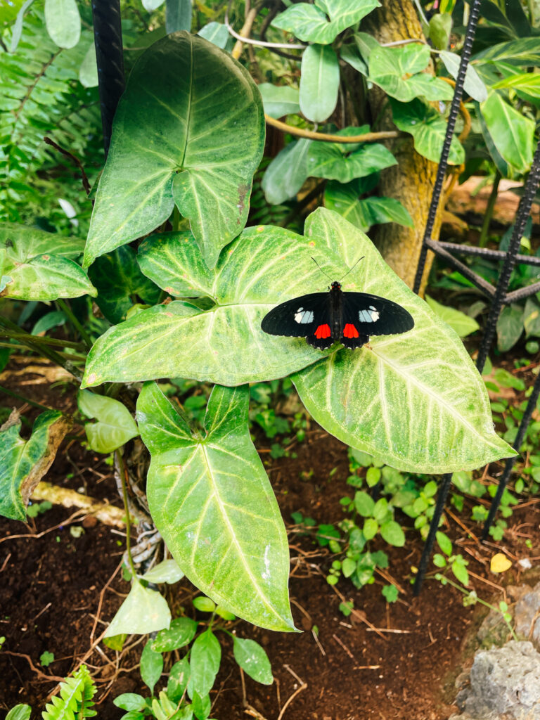 motyl tenerife2