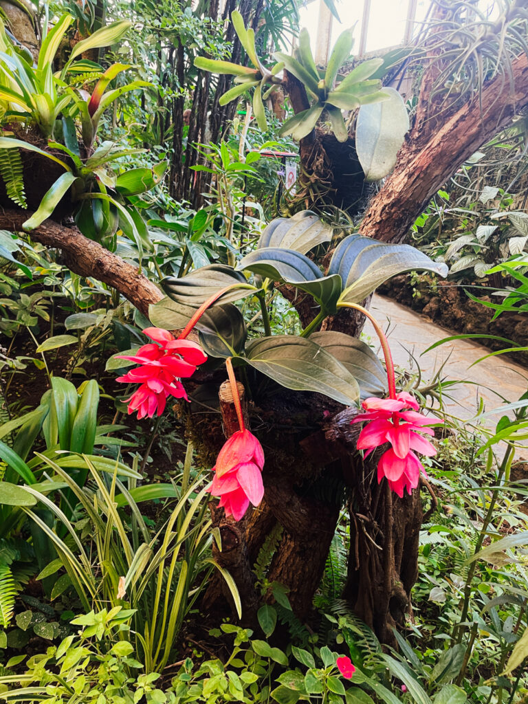 tupousek mariposario