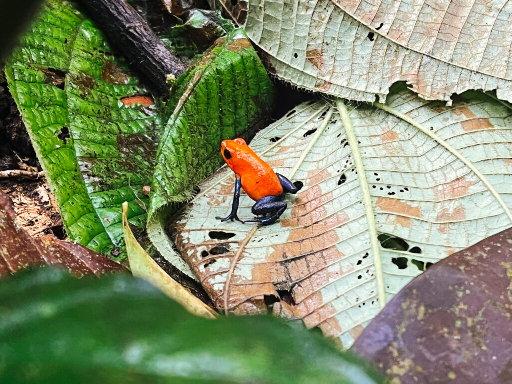 la fortuna zaba