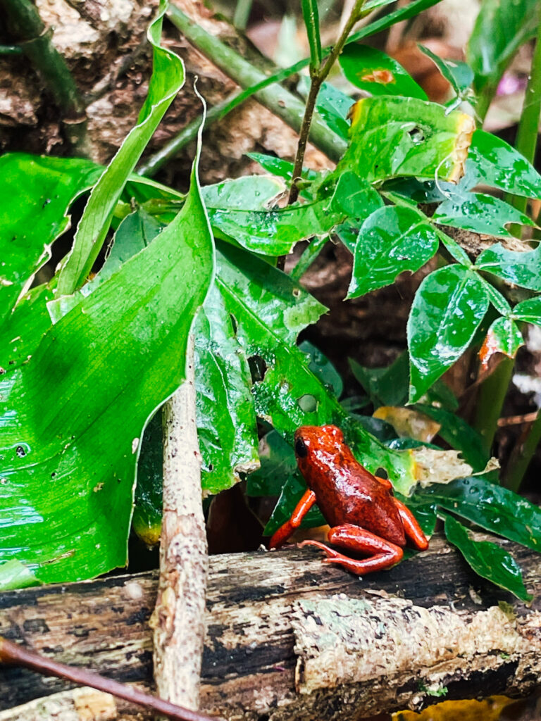 manzanillo zaba2